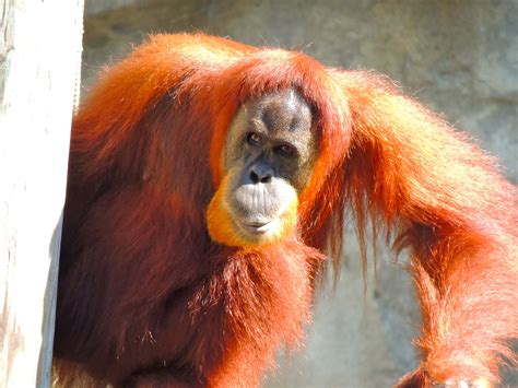 New Orangutan Habitat Debuts at Audubon Zoo in New Orleans