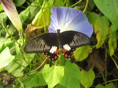 Butterfly at Rare Breeds Centre,... © Oast House Archive cc-by-sa/2.0 :: Geograph Britain and ...