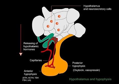 Hypothalamus and hypophysis, diagram (Photos Framed, Prints, Puzzles, Posters,...) #6337156