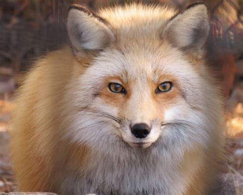 Every Pet Fox "Breed" and How to Care for Them - PetHelpful