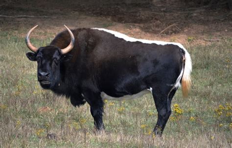 Skunk is a beefalo, a bison/cow hybrid, (Bison bison X Bos primigenius) that was born at Noah's ...