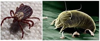 How Do Ticks & Mites Differ? | Study.com