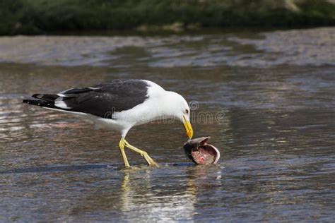 A Seagull Eating a Fish on the Beach Stock Photo - Image of wings, nature: 123184838