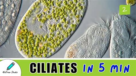 What are Ciliates 🌟 - Amazing Microbes | Structure, Movement & More! - YouTube