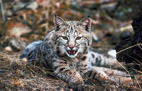 Illinois’ first bobcat hunting season nets nearly 150 | Newsradio 1240 & 93.5 FM WTAX