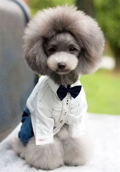 Top 14 Funny Dog Haircuts | Glamorous Dogs