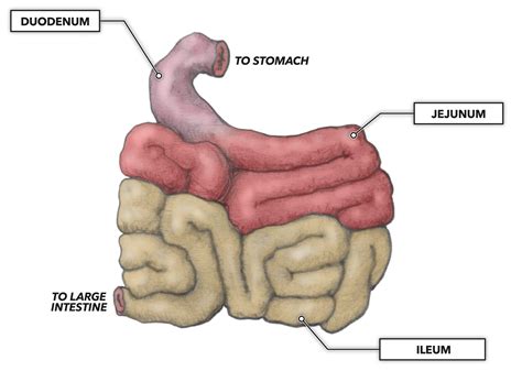 The Small Intestine Part 4 Of The 5 Phases Of Digestion - Bank2home.com