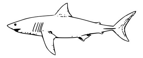 Free Shark Line Art, Download Free Shark Line Art png images, Free ClipArts on Clipart Library