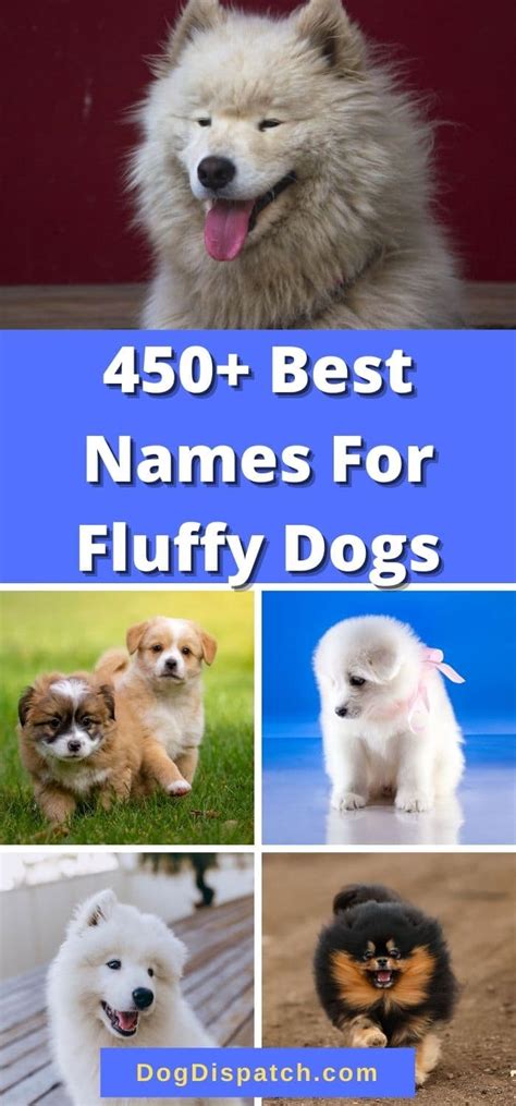 450+ Best Names For Fluffy Dogs (2022 Updated) - Dog Dispatch