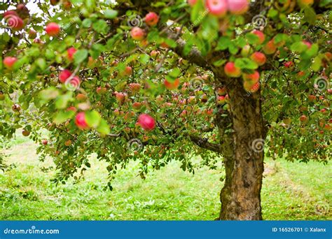 Apple Trees Orchard Stock Image - Image: 16526701