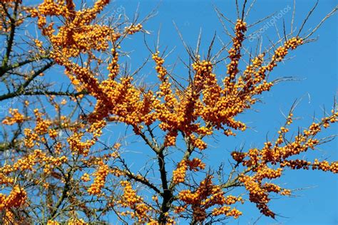 Sea buckthorn tree — Stock Photo © artush #134528336