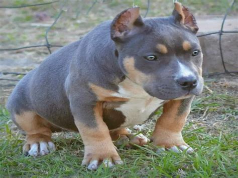 Tri-Color American Bullies - Facts You Need To Know About This Bully ...