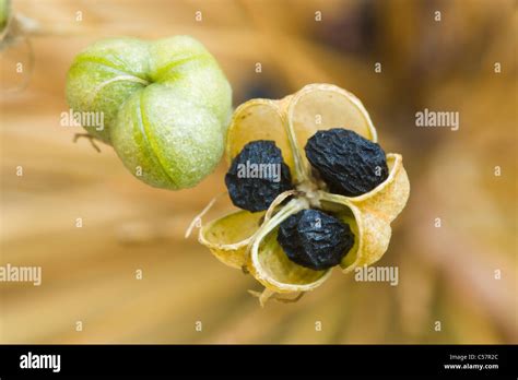 Allium seeds hi-res stock photography and images - Alamy