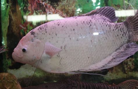 Giant Gourami: The 2 Essential Care Guidelines