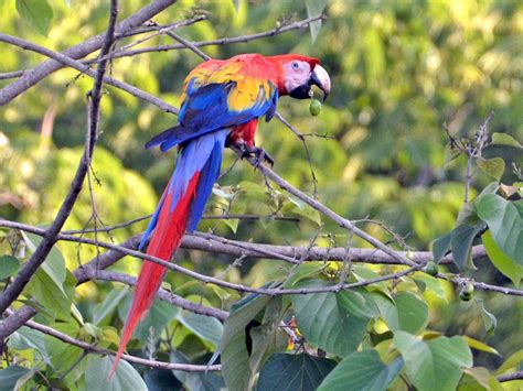 Scarlet Macaw Parrot