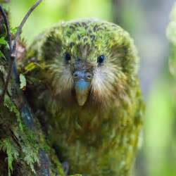 Featured Creature: Kakapo | Blog | Nature | PBS