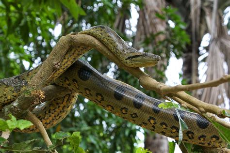 Amazon Rainforest Animals : The Anaconda ~ Amazon Rainforest Animals