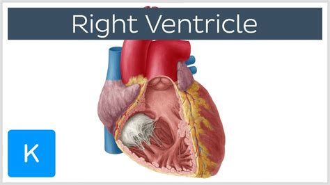 Pin on Bio 12 Circulatory Project