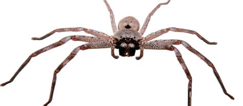 Australia's Giant Huntsman Spider! | Critter Science