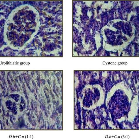 Phytochemical analysis of Dolichos biflorus seeds and Crataeva nurvala... | Download Scientific ...