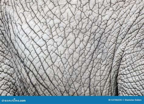 Elephant Skin Nature Pattern Stock Image - Image of pattern, decoration ...