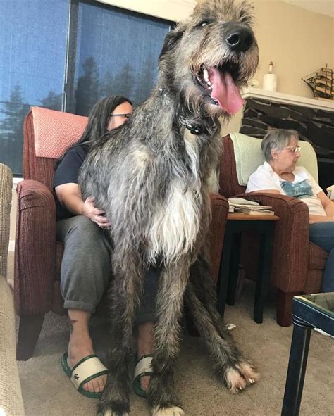 People Are Posting Hilarious Photos Of Their Irish Wolfhounds – Happiness Life