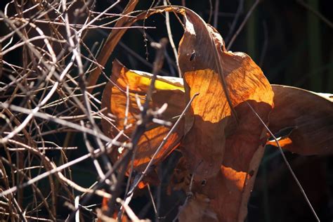 Always Follow These General Rules When Cutting Back Canna Lilies | Horticulture Magazine