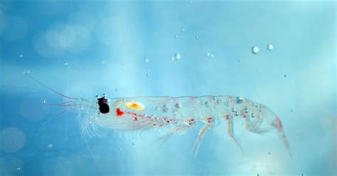 Antarctic Krill Swarm