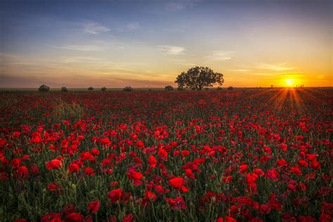 Orange crush of visitors: Will California's wildflowers survive the crowds?