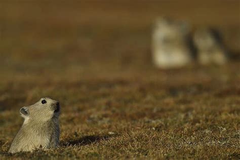 Plateau Pika (Ochotonidae, Mammals, Animals) Collection