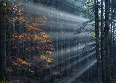 50 Forest Photography Tips for Better Forests Photos (+FREEBIES)