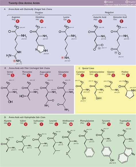 Polypeptide Amino Acids