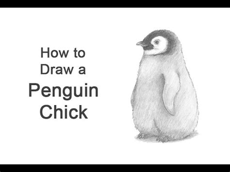 How to draw a Penguin Chick - YouTube