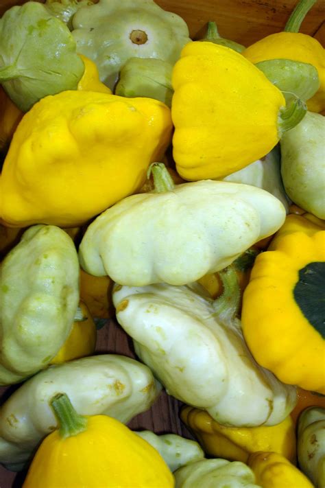 Pattypan Squash – Westfield Area CSA