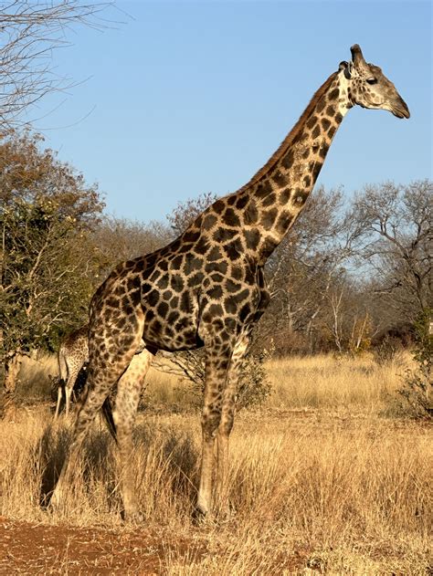 Botswana Wildlife Rescue — Lois Steinberg