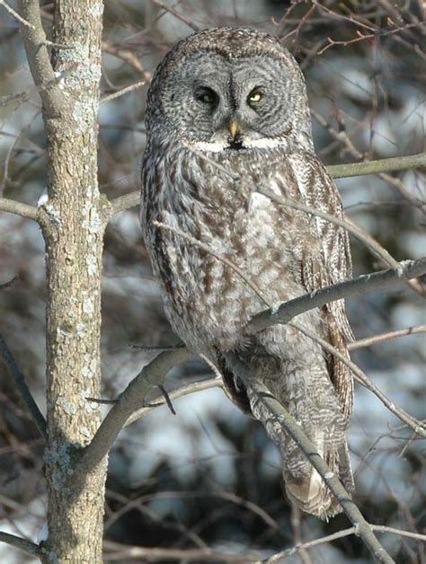 Great grey owl - Wikipedia