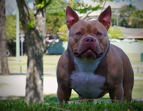 Tri Color Extreme American Bully Puppies for Sale