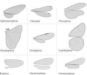 Different Types Of Insect Wings