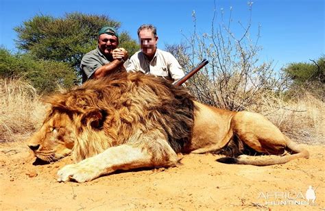 Hunt Lion in South Africa | AfricaHunting.com