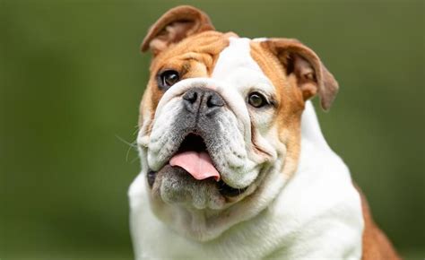 400+ Bulldog Names: Awesome, Cool and Popular Names For Bully Breeds | My Pet's Name