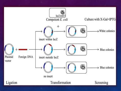 Cloning vectors & gene constructs