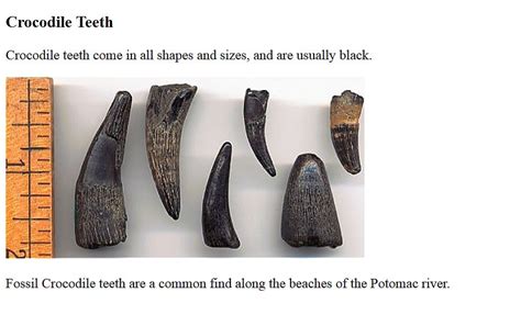 Alligator/Crocodile Tooth Fossil? - Fossil ID - The Fossil Forum