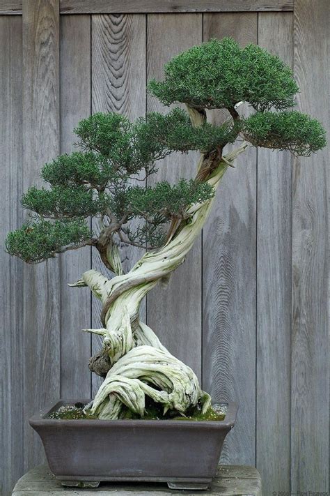 Best Bonsai Tree Ideas of all time Don t miss out | leafyzen