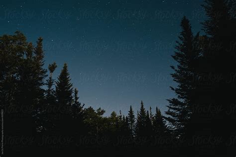 Pine Trees At Night | Stocksy United