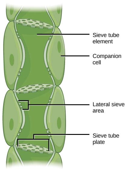 Sugar Transport in Plants: Phloem | Organismal Biology