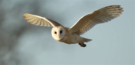 Barn Owl flying in winter sunlight Tyto alba | Mike Rae