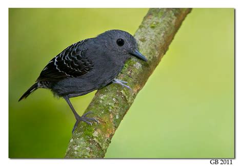 SCALE-BACKED ANTBIRD