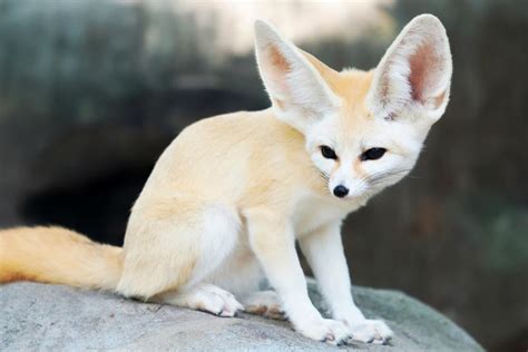 Fennec Fox Facts as Striking as Their Signature Ears | LoveToKnow Pets