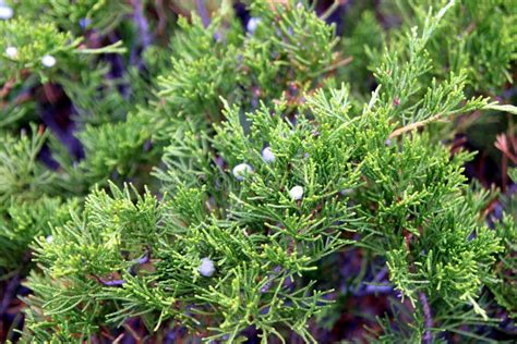 Juniper bush with berries. stock photo. Image of garden - 86415442