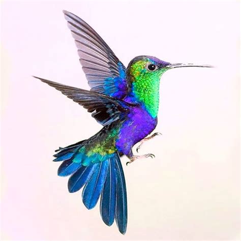 The coolest hummingbird. Beautiful and colorful design. Color: Colorful. Tags: Best, Beautiful ...